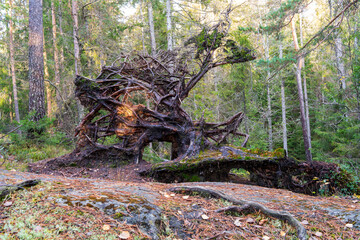 Uprooted pine tree with tangled roots in Østmarka forest, Norway