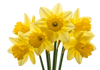 Vibrant Yellow Daffodils: Spring Blossom Bouquet Photography Isolated on Transparent Background