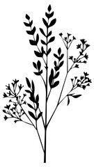 Obraz premium PNG Elegant botanical silhouette design, transparent background