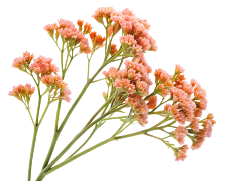 Pink and orange flowers isolated on transparent background