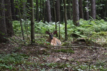 La Plaine 31 Juillet 2025