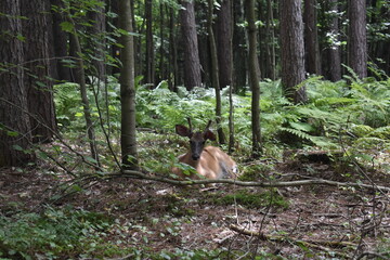 La Plaine 31 Juillet 2025
