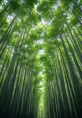 Fototapeta premium Looking up at a dense bamboo forest