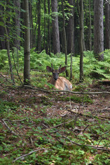 La Plaine 31 Juillet 2025