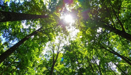 Fototapeta premium Looking Up Through Green Tree Canopy to Bright Sunlight Bursting Through Branches