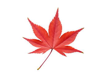 Vibrant Red Maple Leaf: Autumnal Design Element for Prints, Websites & More Isolated on Transparent Background