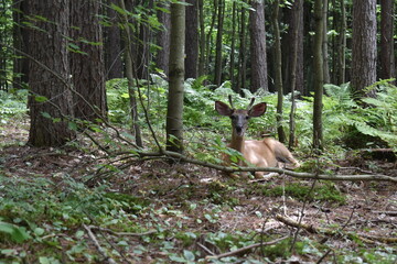 La Plaine 31 Juillet 2025