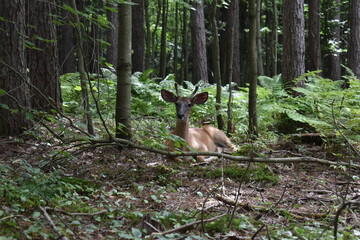La Plaine 31 Juillet 2025