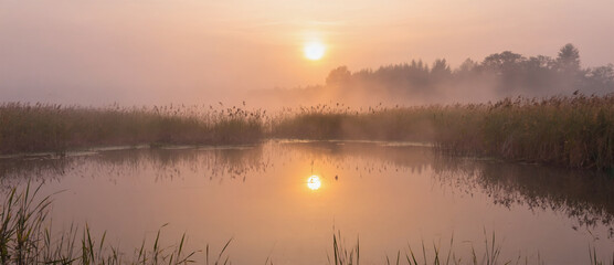 Glassy pond surrounded by reeds, soft fog rising from water, ambient morning light
