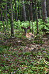 La Plaine 31 Juillet 2025