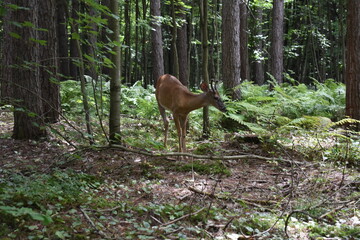 La Plaine 31 Juillet 2025