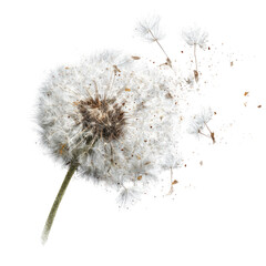 Dandelion seedhead, abstract, motion