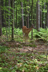 La Plaine 31 Juillet 2025