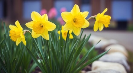 Close-up of vibrant yellow daffodils,  spring flowers,  with green foliage