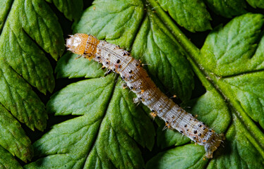 very beautiful caterpillar on a fern leaf