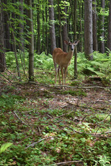 La Plaine 31 Juillet 2025