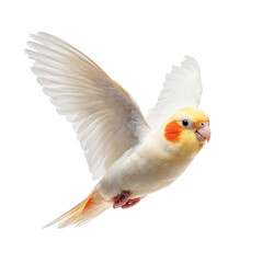 Cream-colored bird in flight