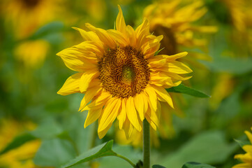 A single sunflower bursts into full bloom in vivid detail