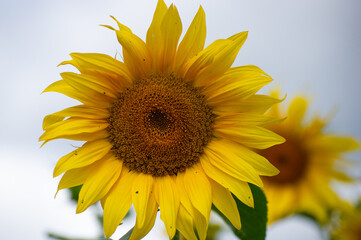 Obraz premium A single sunflower bursts into full bloom in vivid detail