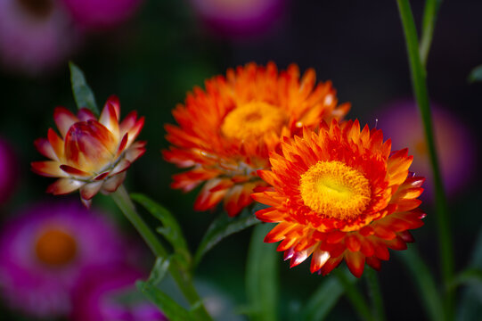 three radiant blooms  of golden everlasting stand in delicate contrast against a dreamy blur of pinks and purples on the black background