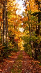 Obraz premium Autumnal Forest Path with Vibrant Leaves and Sunlit Canopy in Warm Tones