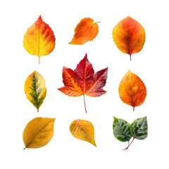Obraz premium Autumn leaves arranged in a grid