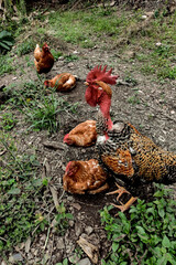 Hen Pecking at Ground, resting while rooster takes care of them