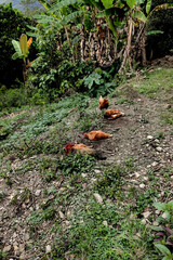 Hen Pecking at Ground, resting while rooster takes care of them