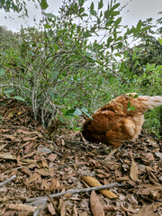 Hen pecking at ground, looking for food