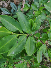 Vertical view of coca leaves