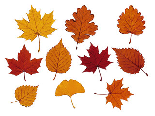 Oil painting style vector autumn leaves / 油絵テイストの紅葉イラスト