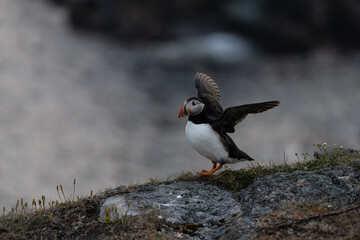 A puffin stands proudly on a grassy mound with its beak open, set against a softly glowing sunrise. The pink and orange hues create a serene backdrop, highlighting the bird's striking black and white 