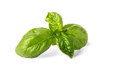 Large green basil leaves isolated on white background
