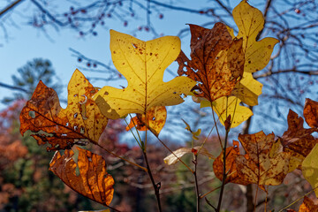 Back lighted autumn leaves on a tree closeup