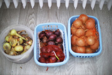 onion bulbs, red onions, yellow onions, plastic containers, netted bags, vegetable storage, harvested onions, floor storage, root vegetables, drying onions