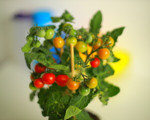 cherry tomatoes, ripening fruit, green leaves, indoor plant, potted tomato, red and green tomatoes, fresh produce, compact plant, home gardening, natural light