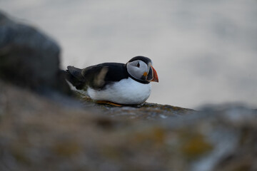 A puffin sits proudly on a grassy mound with its beak open, set against a softly glowing sunrise....