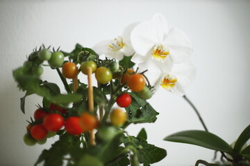 cherry tomatoes, ripening fruit, green leaves, indoor plant, potted tomato, red and green tomatoes, fresh produce, compact plant, home gardening, natural light