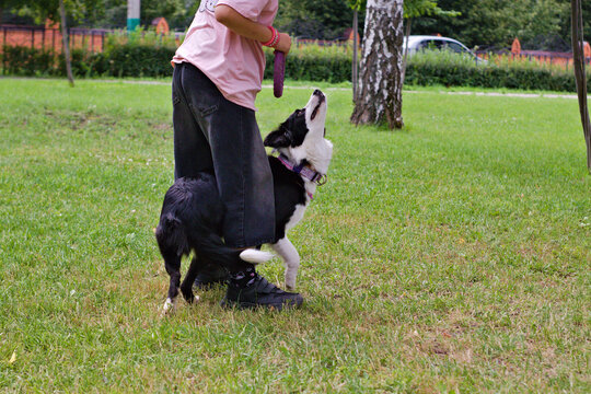 Dog training in action. Border Collie standing next to its trainer, looking up attentively. Shot in a green park, this moment shows strong bond and obedience during outdoor exercise