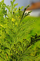 conifer, evergreen, thuja, arborvitae, green foliage, close-up, plant texture, nature background, botanical, leaf pattern, macro, outdoor, natural, shrub, garden, detail, needle leaves, flora