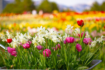 Many colourful tulip flowers in bloom in a rural landscape garden