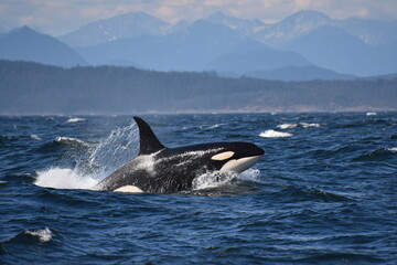 Fototapeta premium Majestic Orca Whale in the Ocean