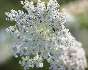 Queen Anne’s lace, wild carrot flower, white wildflower, delicate flower, close up flower, macro flower, blooming meadow, soft focus nature, bokeh background, natural floral pattern, spring flower, su