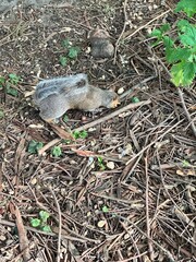 squirrel in the grass