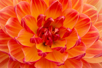 Closeup of beautiful, fresh, elegant, multi-colored dahlia blossom in summer
