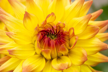 Closeup and detail of vibrant, elegant yellow dahlia blossom in summer
