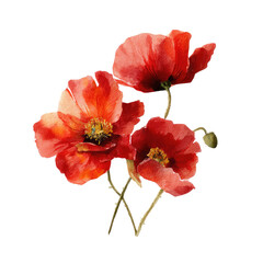 Watercolor-style poppy blossoms