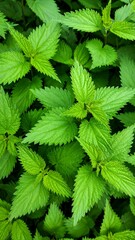 Lush green leaves close-up