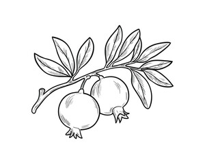 Fototapeta premium Hand drawn pomegranate branch with fruit and leaves botanical illustration