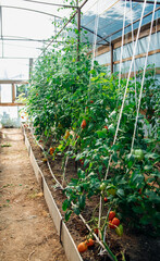 Tomatoes ripening on a stem in a greenhouse, an industrial greenhouse for growing tomatoes.Juicy green bushes. Organic vegetables.Agricultural industry.